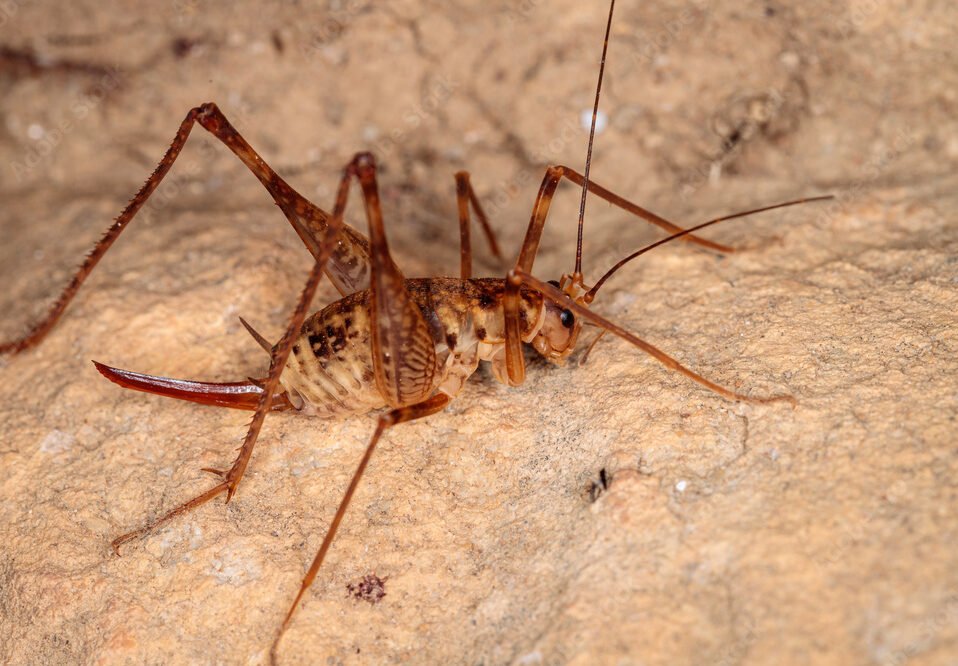 spider cricket