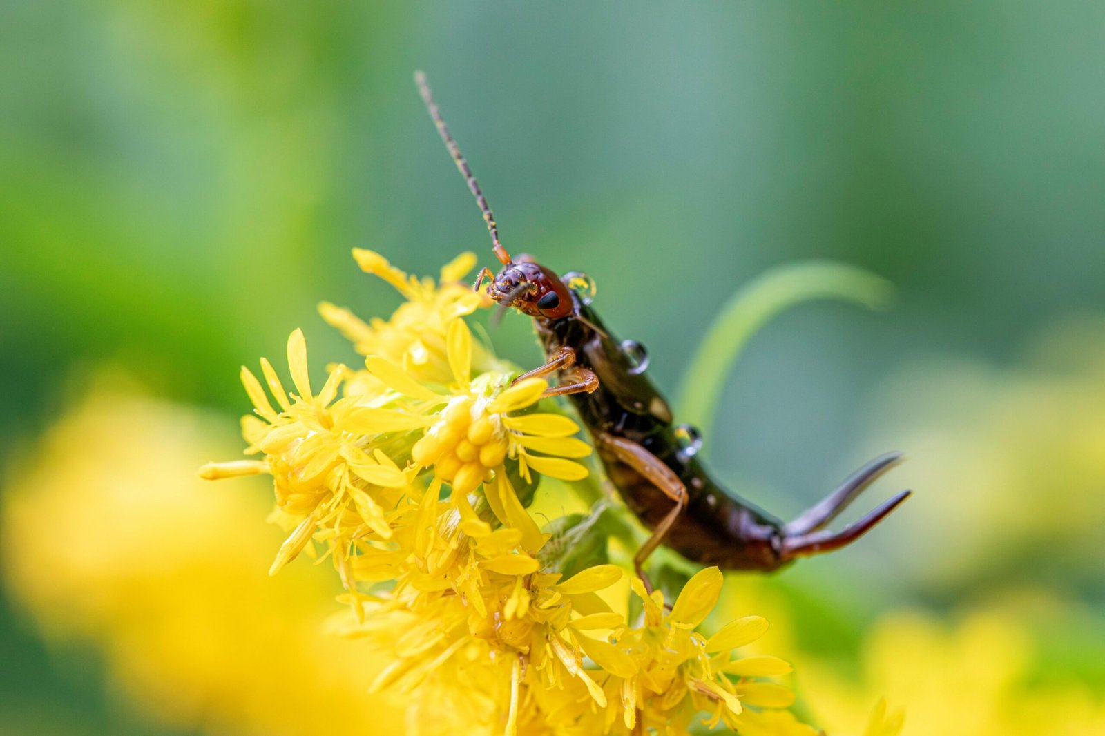 how to get rid of earwigs