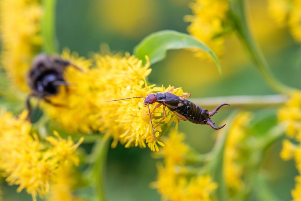 how to get rid of earwigs