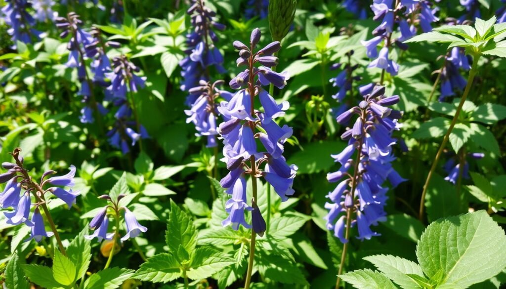 Campanula plant