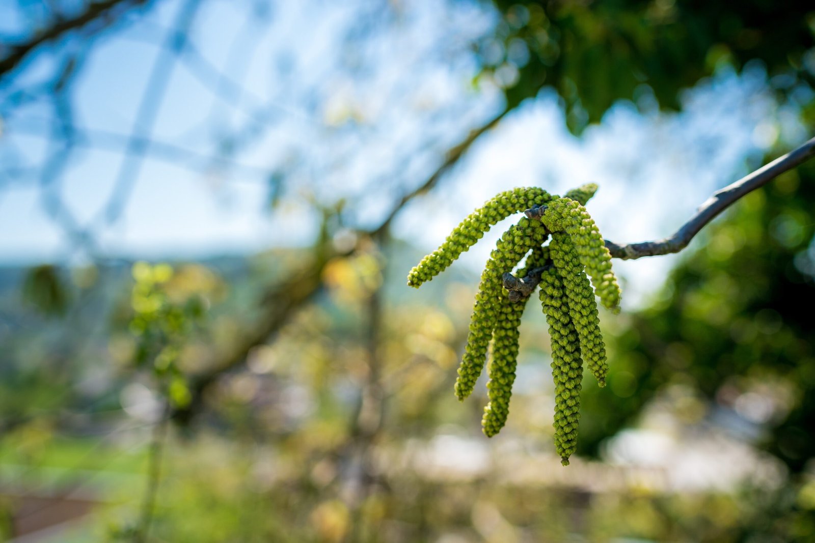 Hazel Alder Tree